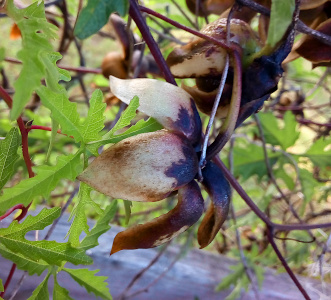 [This fruit has opened toward the left, but only the top outside is visible. The petals are not flat, but form a cup-like shape around the center. The petal portions appear to have completely dried out and are light brown. The top center portion closest to the stem is very dark brown.]